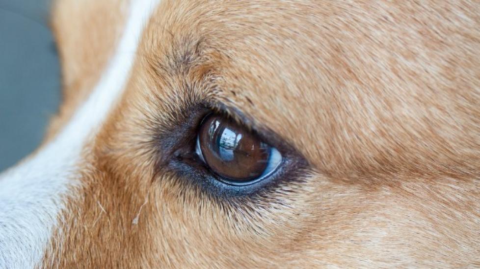 Eye Defects (Congenital) in Dogs | PetMD