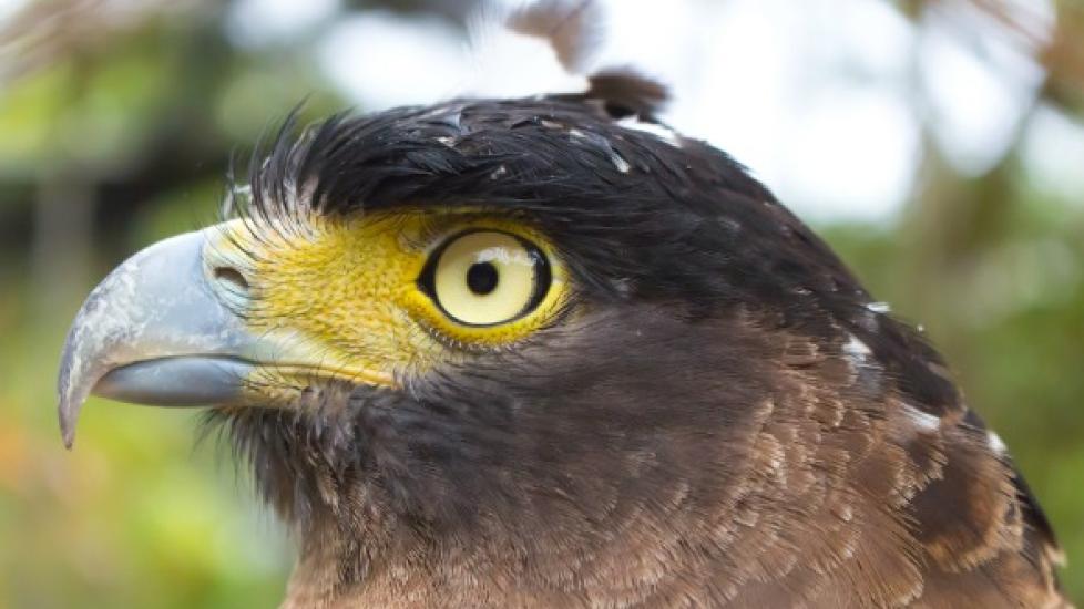 Common Eye Disorders in Birds