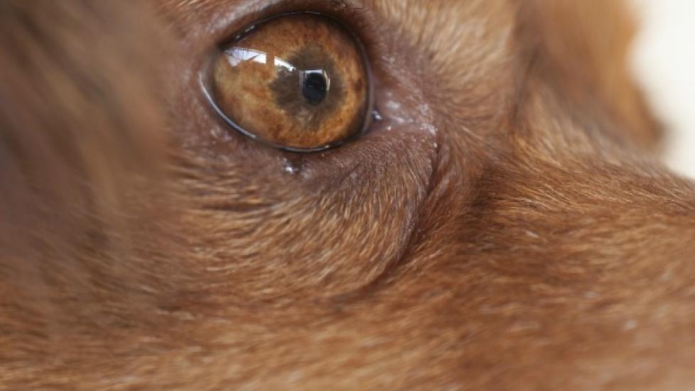 Eye Displacement in Dogs