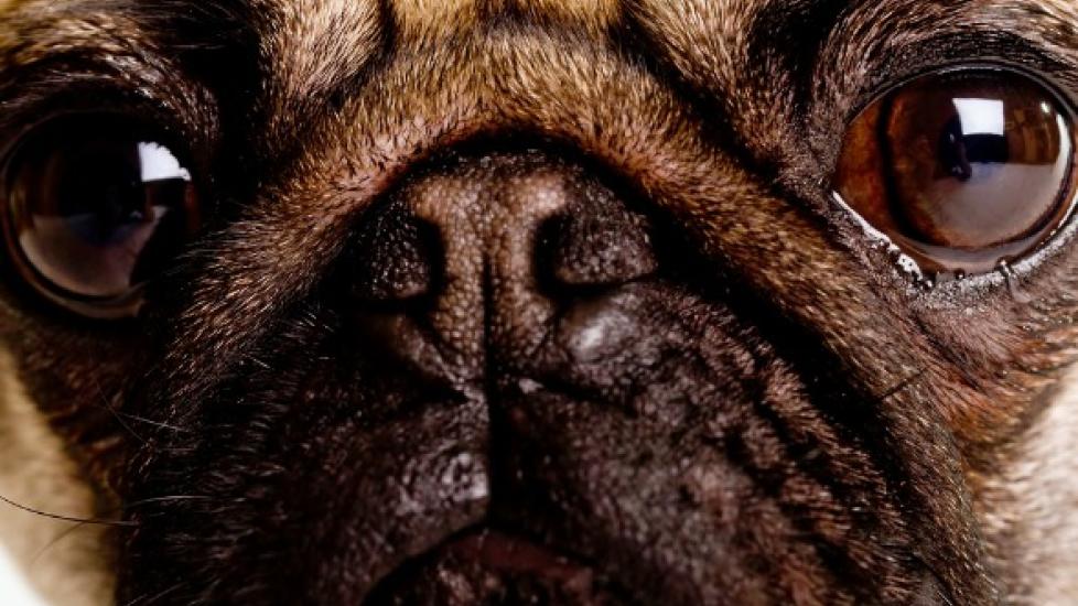 Eye Inflammation (Anterior Uveitis) in Dogs
