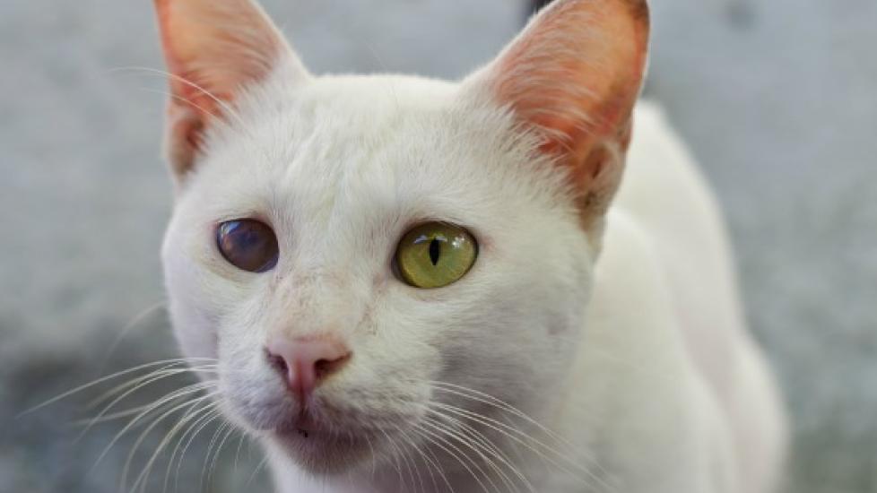 Eye Injuries in Cats PetMD