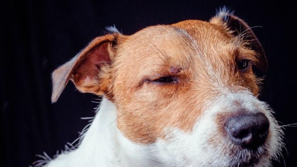 Eye Injuries in Dogs