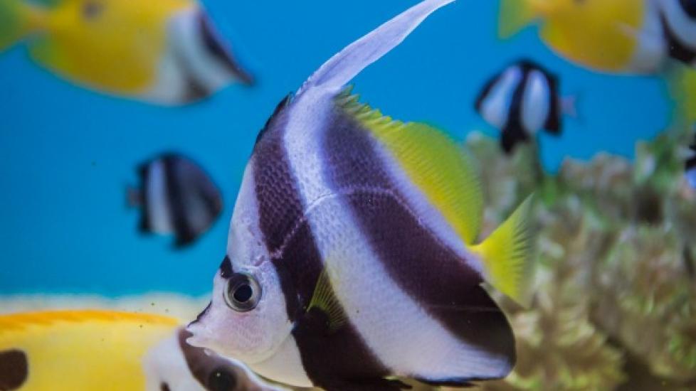 5 Facts About Angelfish