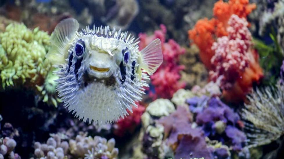 10 Facts About Puffer Fish