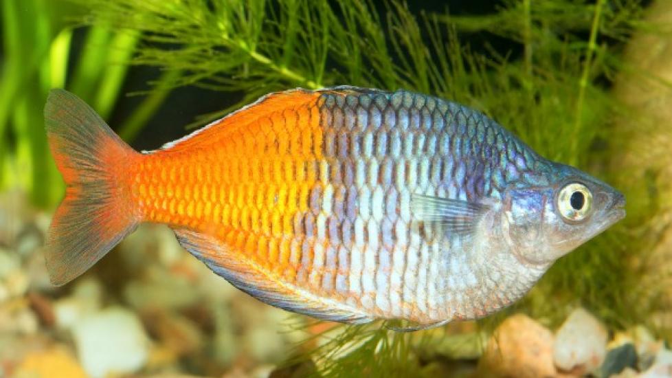 Discovered in the deep: the rainbow fish that's born female and becomes  male, Fish