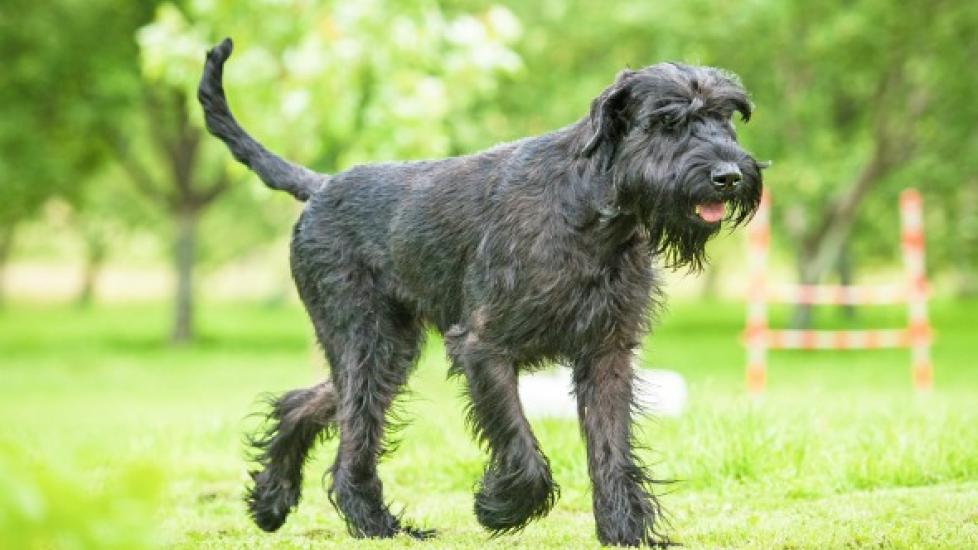 Failure to Absorb Vitamin B12 in Dogs PetMD