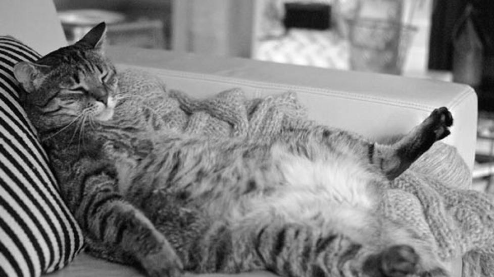 Is Being a Fat Cat Really So Bad?