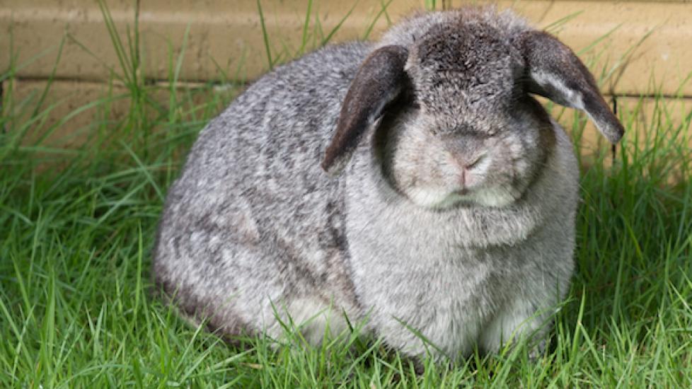 Obesity in Rabbits