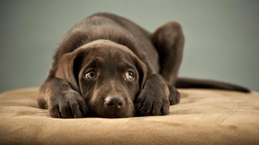 chocolate lab looking anxious and lying on the floor