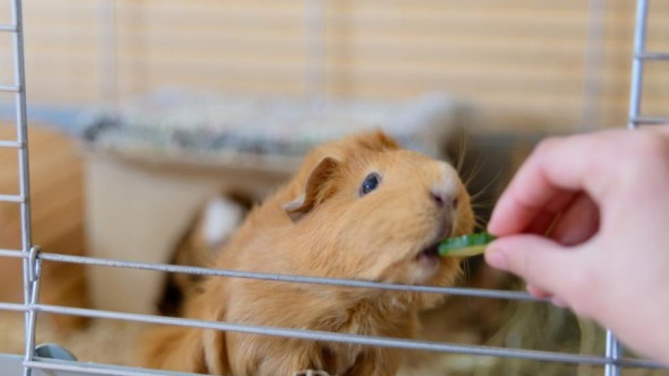 5 Things You Need to Make Your Pet Guinea Pig Healthier and Happier