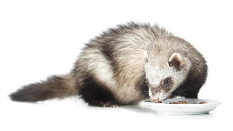 What Do Ferrets Eat? A Guide to Feeding Your Ferret PetMD