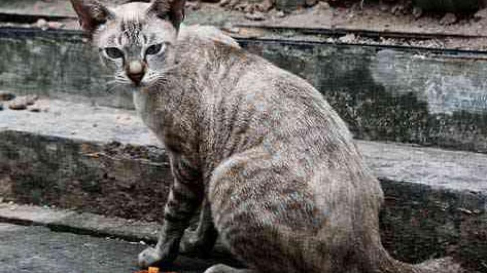 What is a Feral Cat? Understanding Street Cats