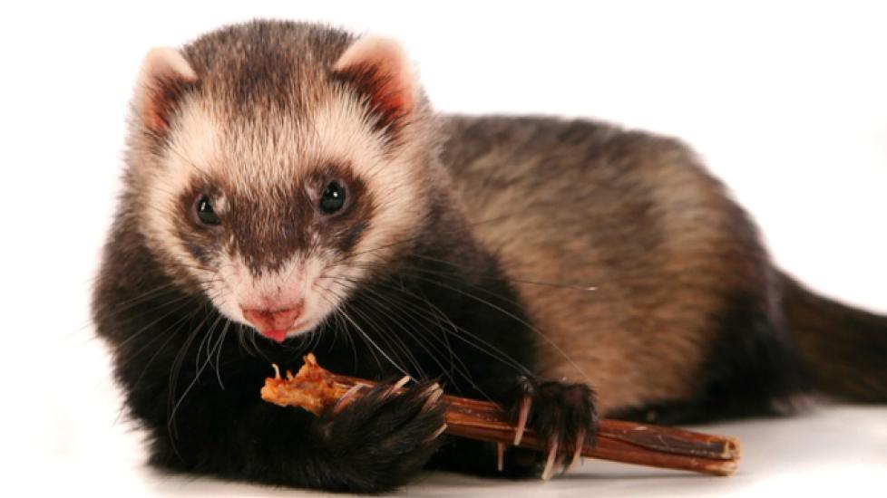 The Best Toys and Treats for Ferrets