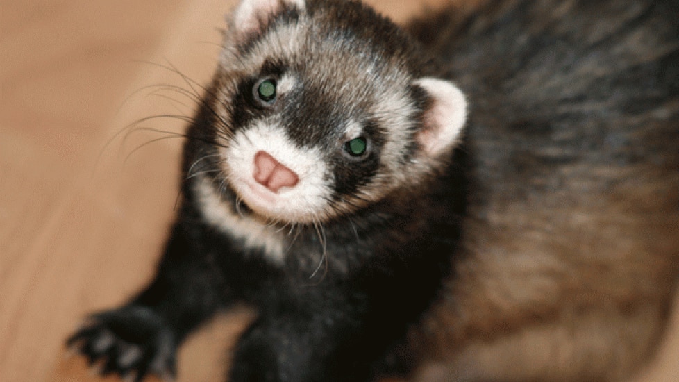 Excessive Weight in Ferrets | PetMD