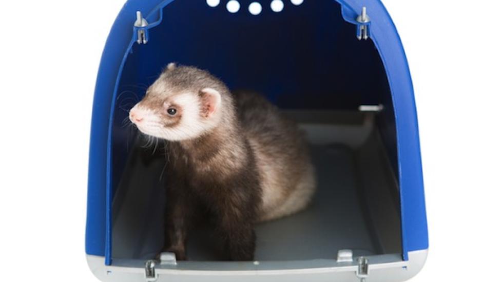 Cost of Caring for a Ferret