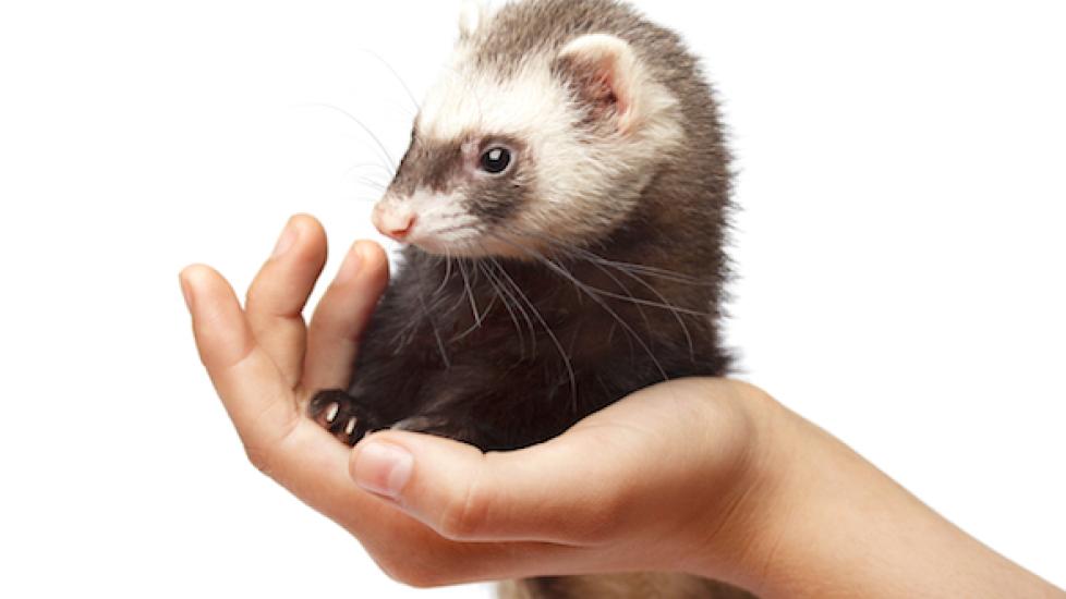 How Long do Ferrets Live? PetMD