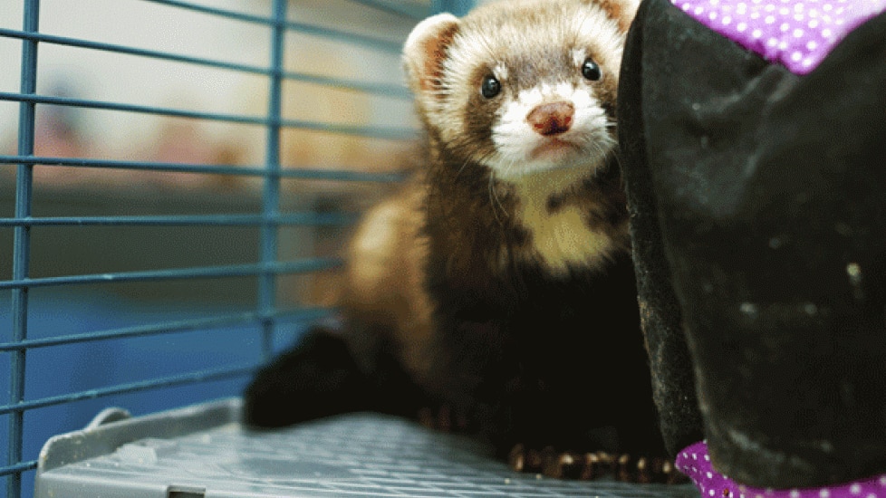 Litter Box Training for Ferrets PetMD