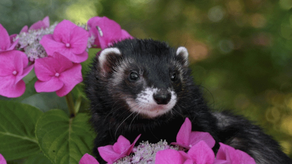 Ferret clearance deodorizer spray