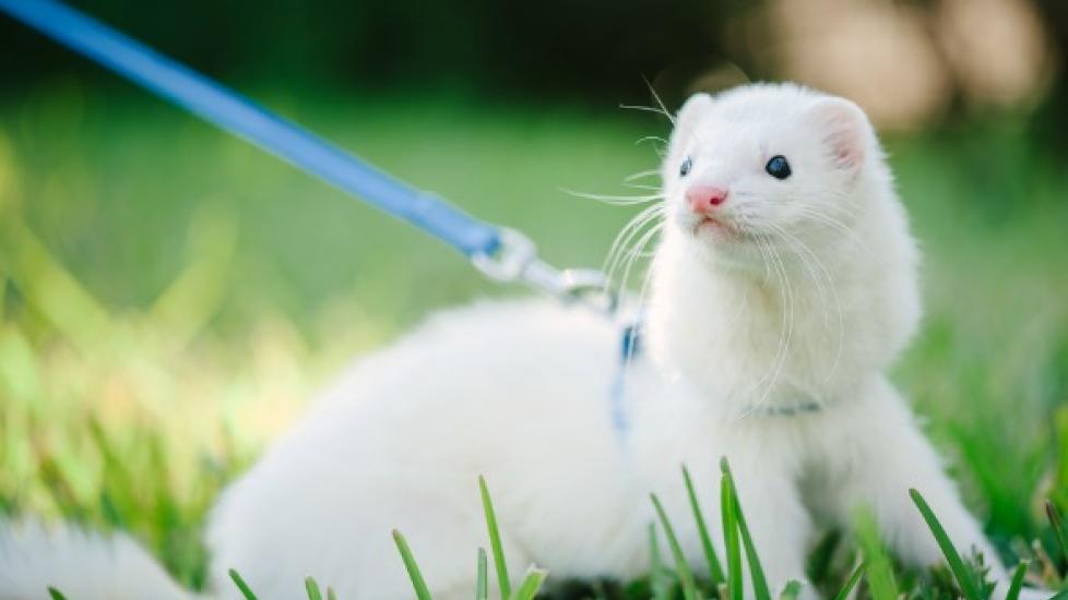 How to Train a Ferret PetMD