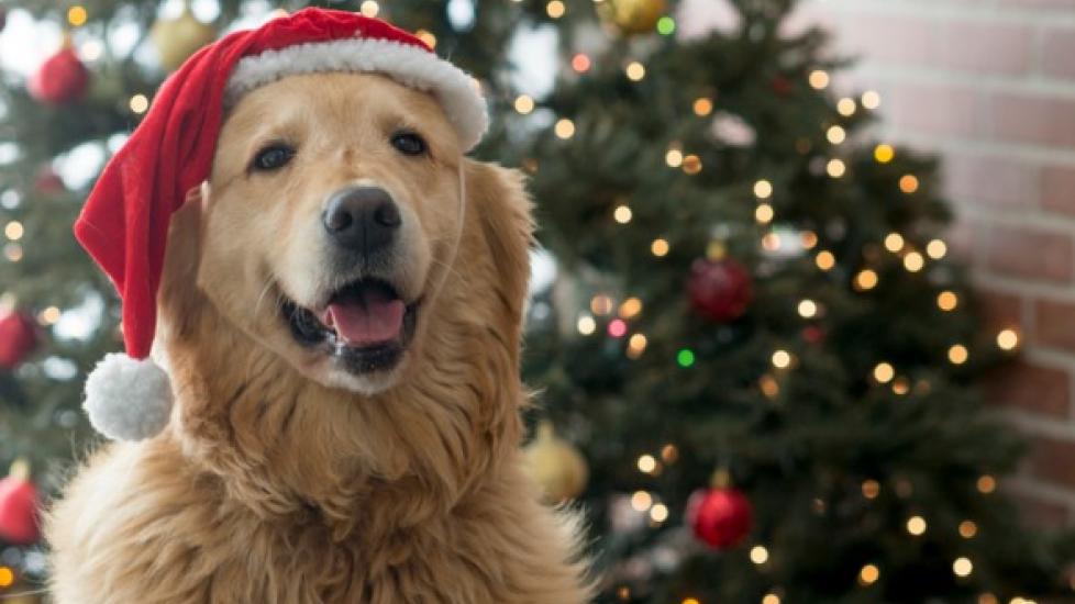 Dog Christmas Tree Safety Tips for Pet Parents