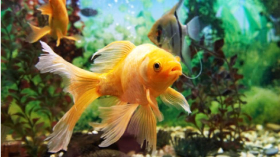 yellow goldfish swimming in an aquarium