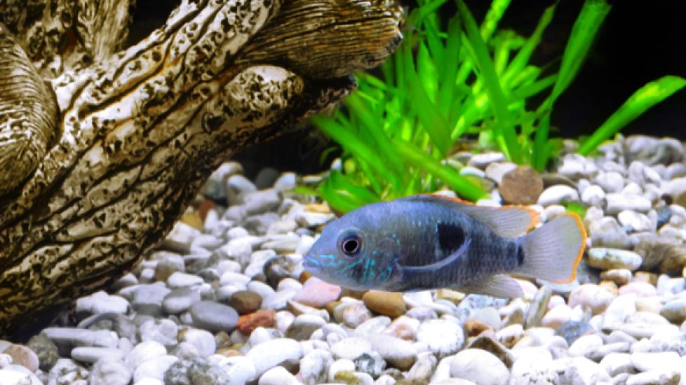 30-Day Guide to Help Your New Pet Fish Thrive