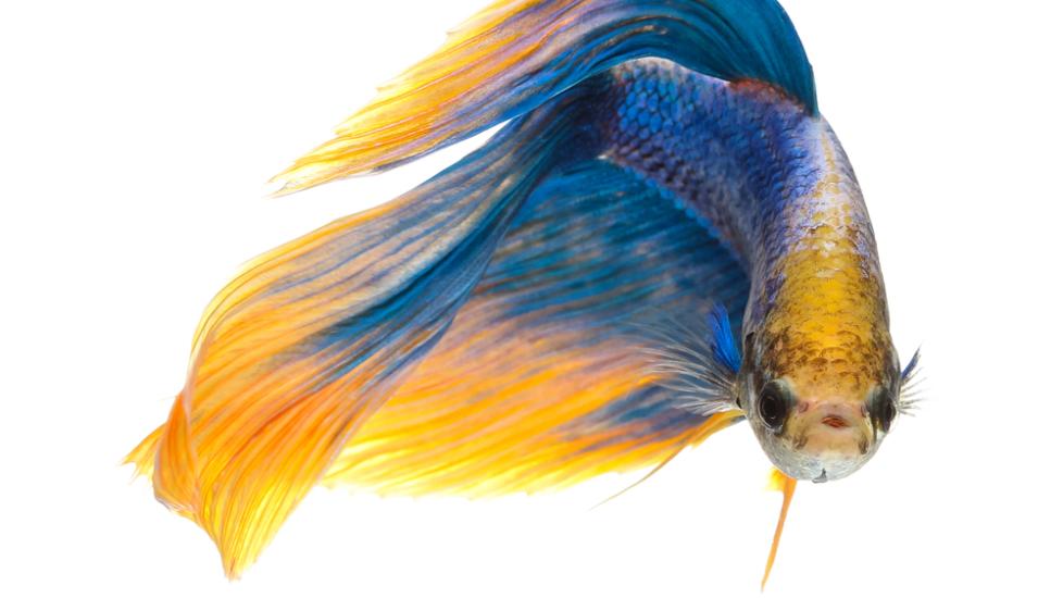 How Fish Metabolism Works