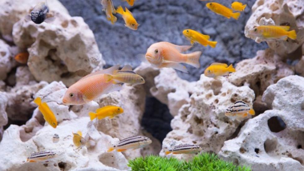 How to Set Up a Fish Tank and Keep It Clean
