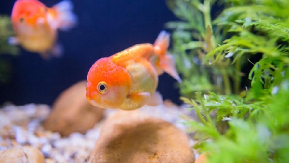 Caring for Your Fish When You're Away on Vacation