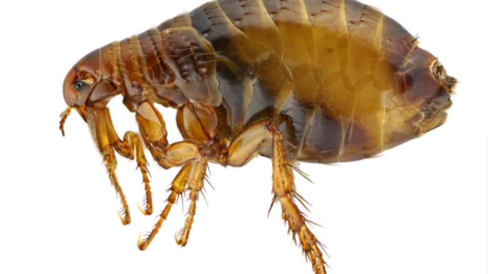 6 Facts About Flea Larvae You Need to Know