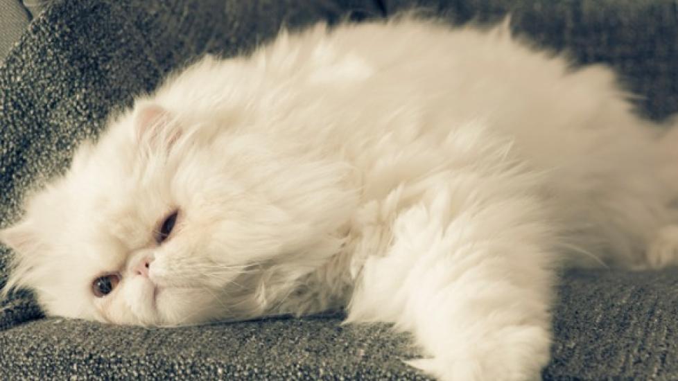 How Can You Tell If Your Cat is Overweight?