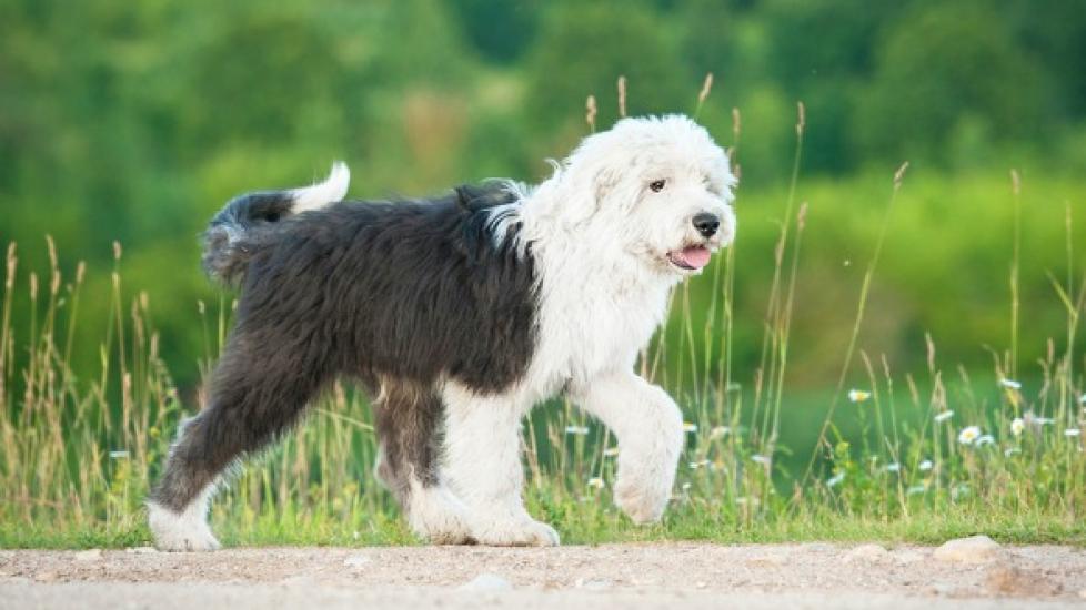 Natural remedies for 2024 fluid retention in dogs