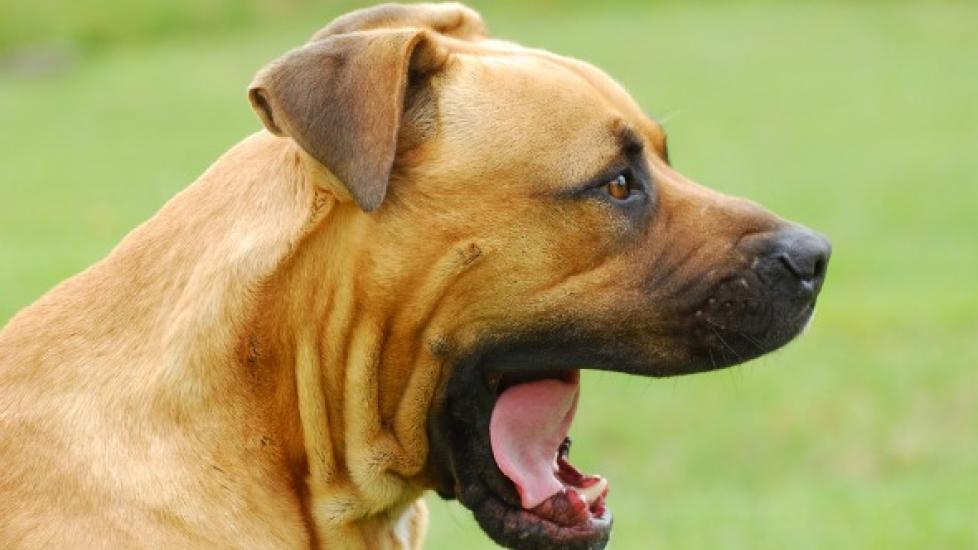 Fractures of Upper Jaw and Lower Jaw in Dogs | PetMD