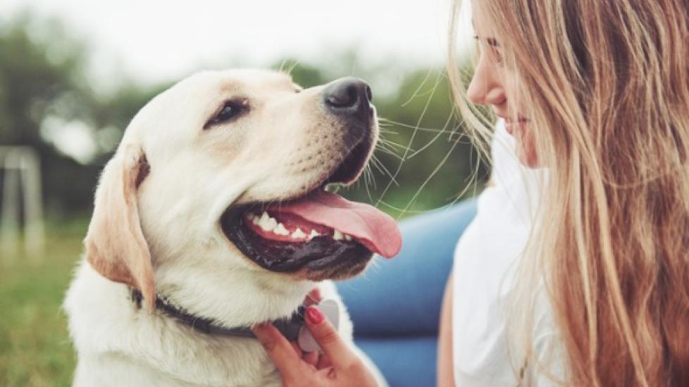 3 Reasons to Microchip Your Dog Today