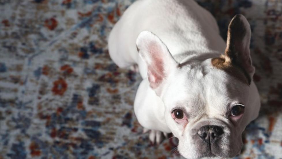 Can I Give My Dog Benadryl? And if So, How Much? PetMD