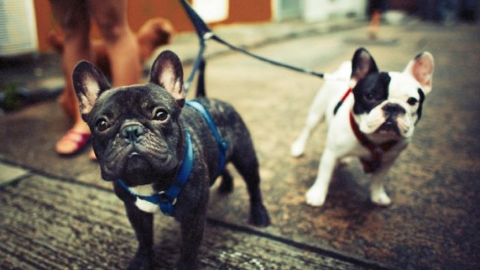 Why Flat-Faced Breeds Need Dog Harnesses Instead of Collars