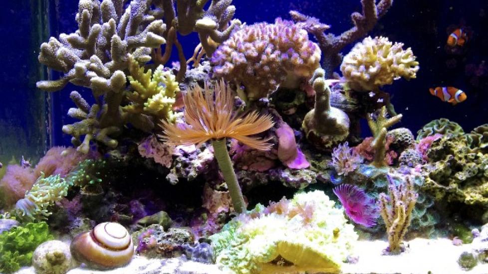 Freshwater Versus Saltwater Aquariums: What You Need to Know