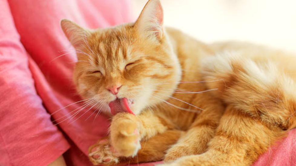 Why Do Cats Like People Who Don't Like Cats? PetMD