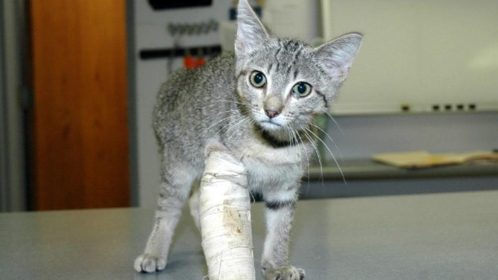 Front Leg Injury in Cats