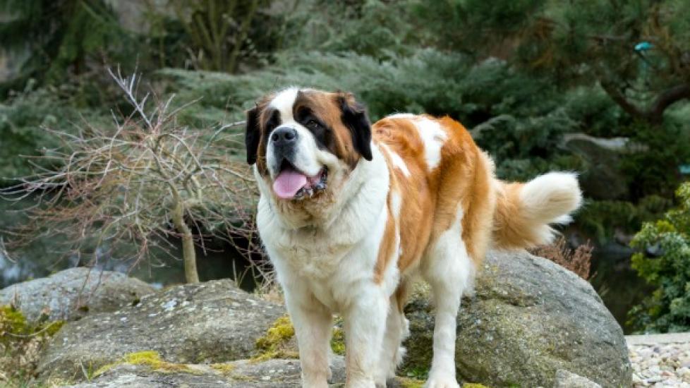  Dog breeds, Saint Bernard Dog