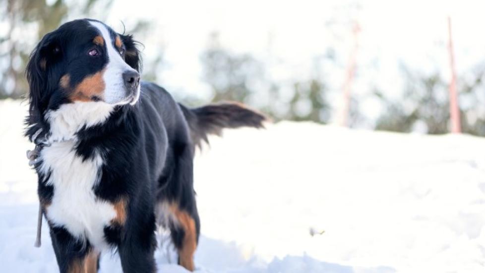 Fun in the Snow with Fido: Ways to Play with Your Dog in Winter