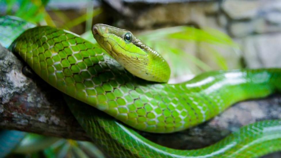 Fungal Diseases in Reptiles & Snakes | PetMD