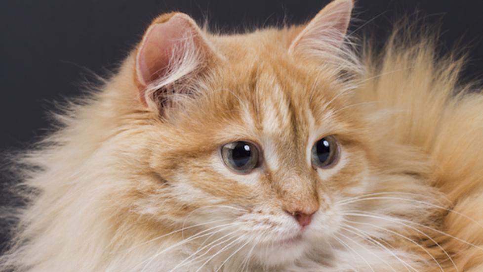 Facts About Cat Dander and Allergies