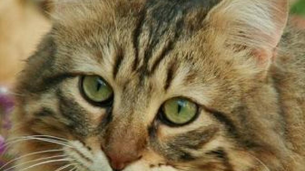 Why I Love Zyrtec for Cats PetMD