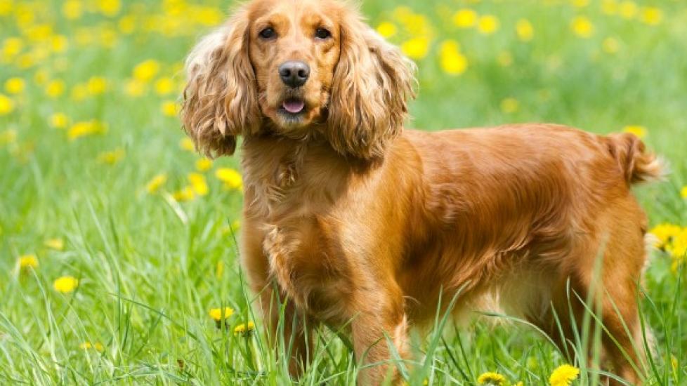 what causes gallbladder problems in dogs