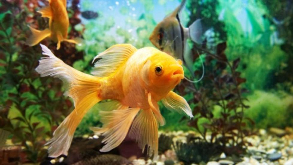 Gas Bubble Disease in Fish