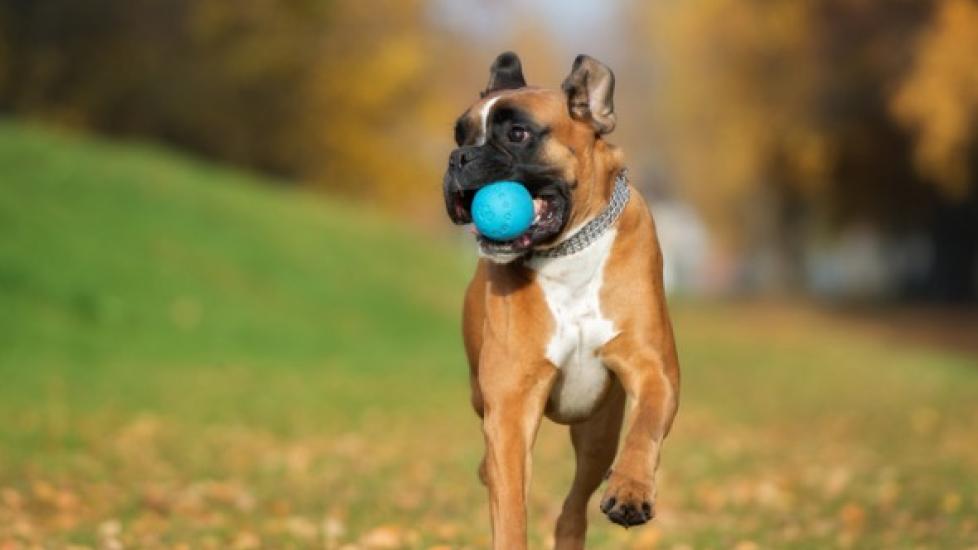 BPA-Free and Nontoxic Dog Toys: What Do the Labels Mean?