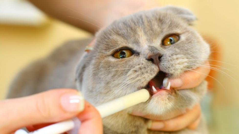 Best Ways to Give Your Cat Medicine
