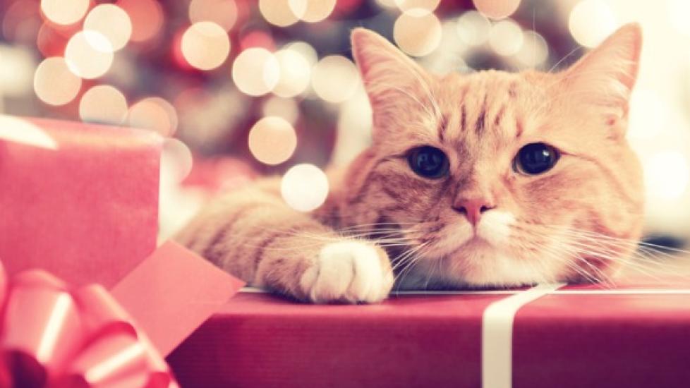 12 Holiday Gifts for Pets to Surprise Your Four-Legged Friends With