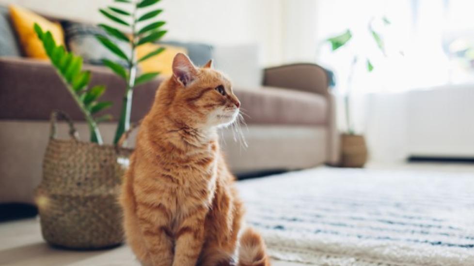 The Ultimate Guide to Eliminating Cat Pee Smell
